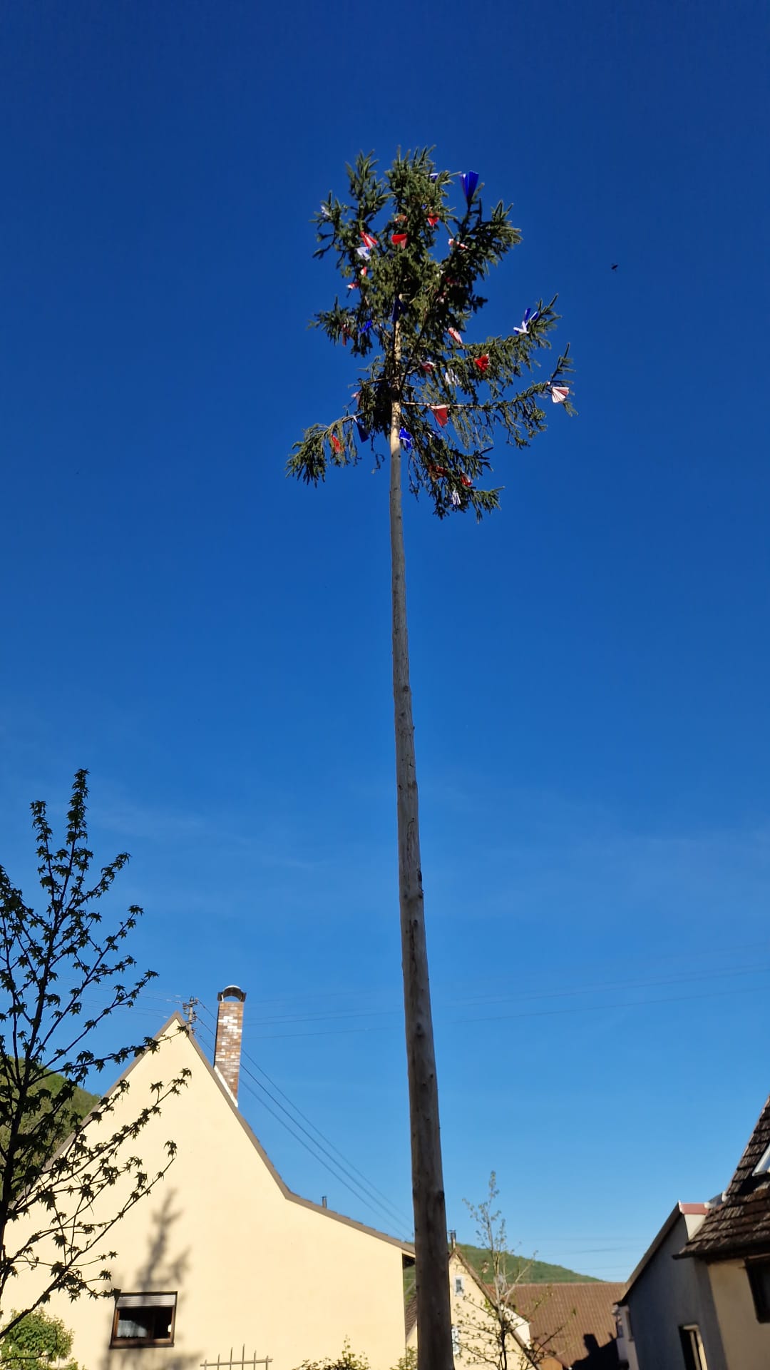 🌳Maibaumaufstellung 2026